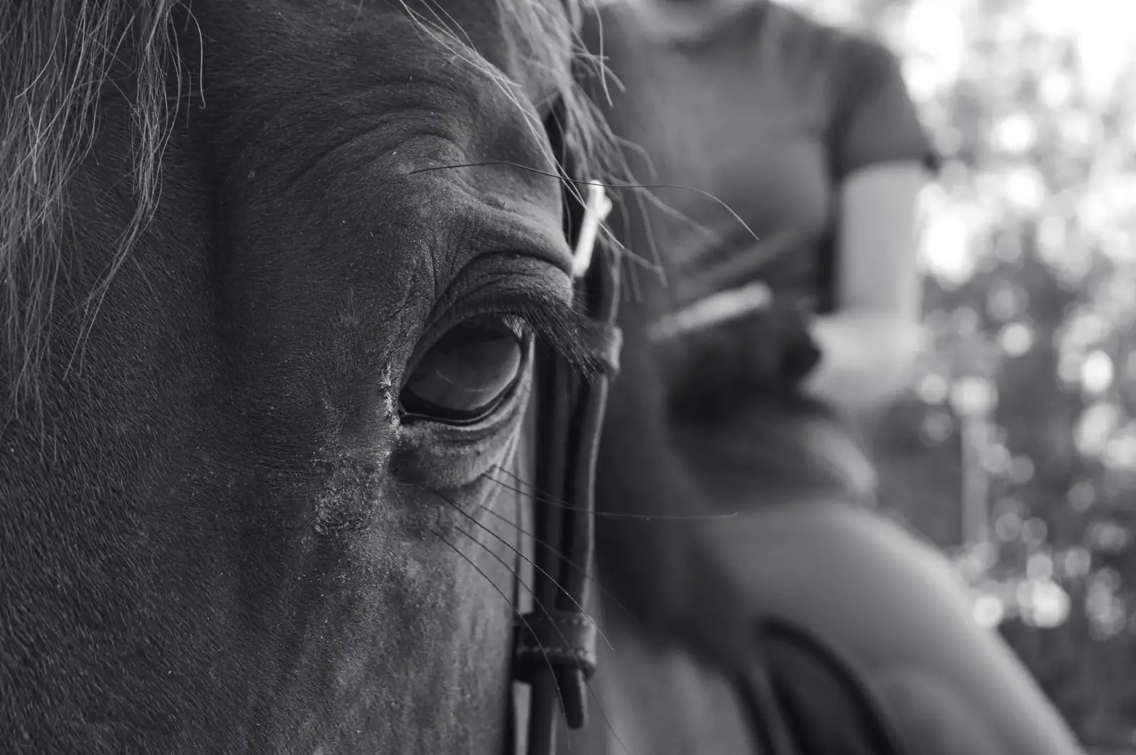 A sport horse at L'Écurie